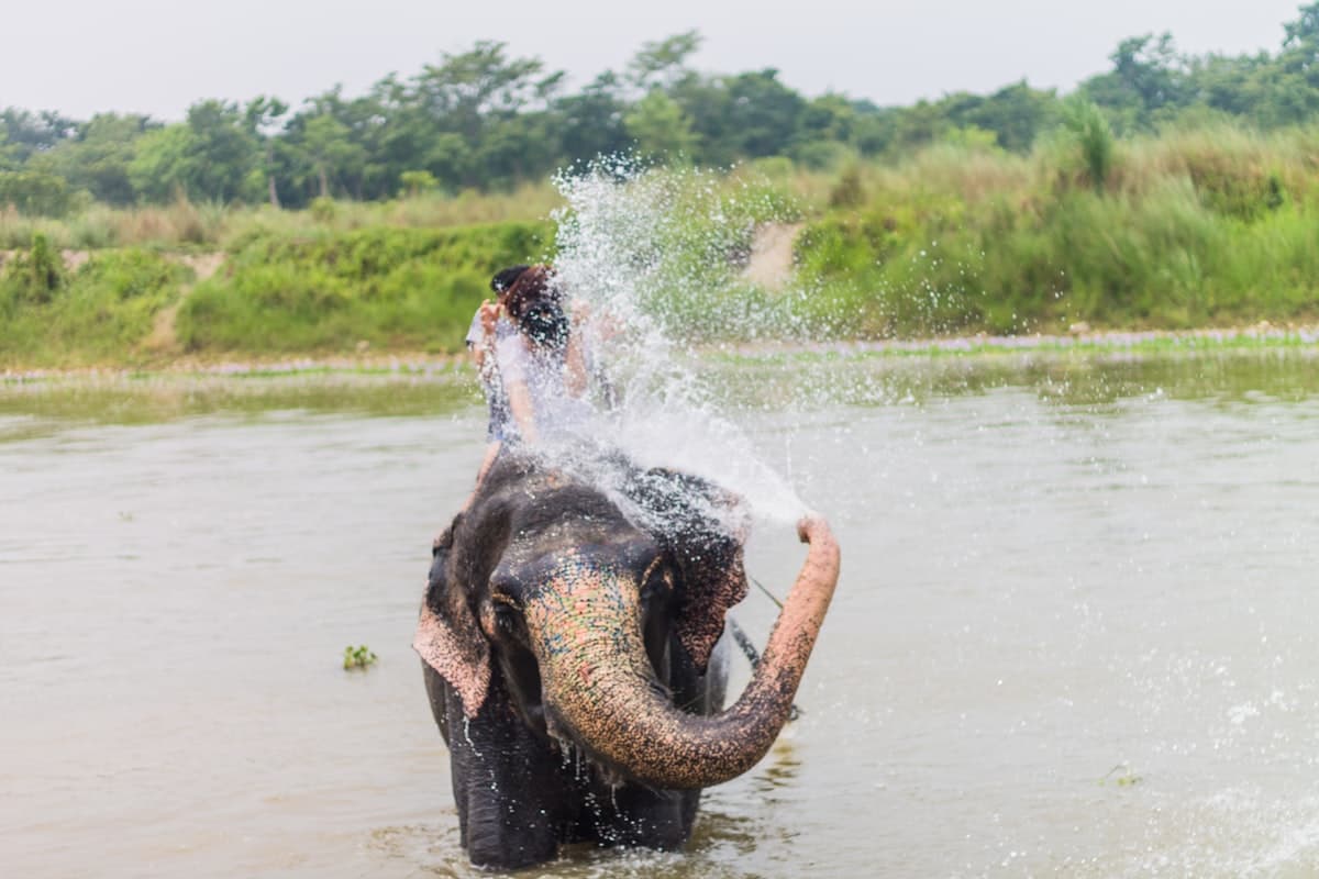 Elephant bathing in the river at Chitwan