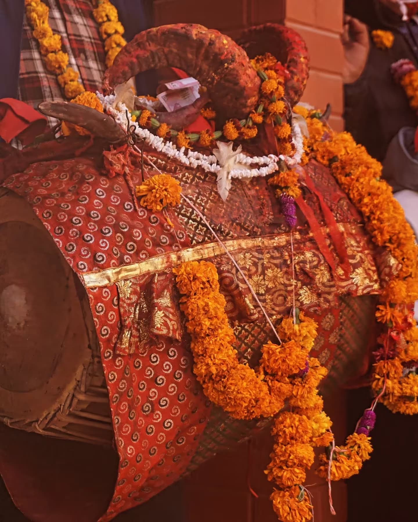 A large processional drum wrapped in red brocade and hung with marigold garlands, carried with the jatra