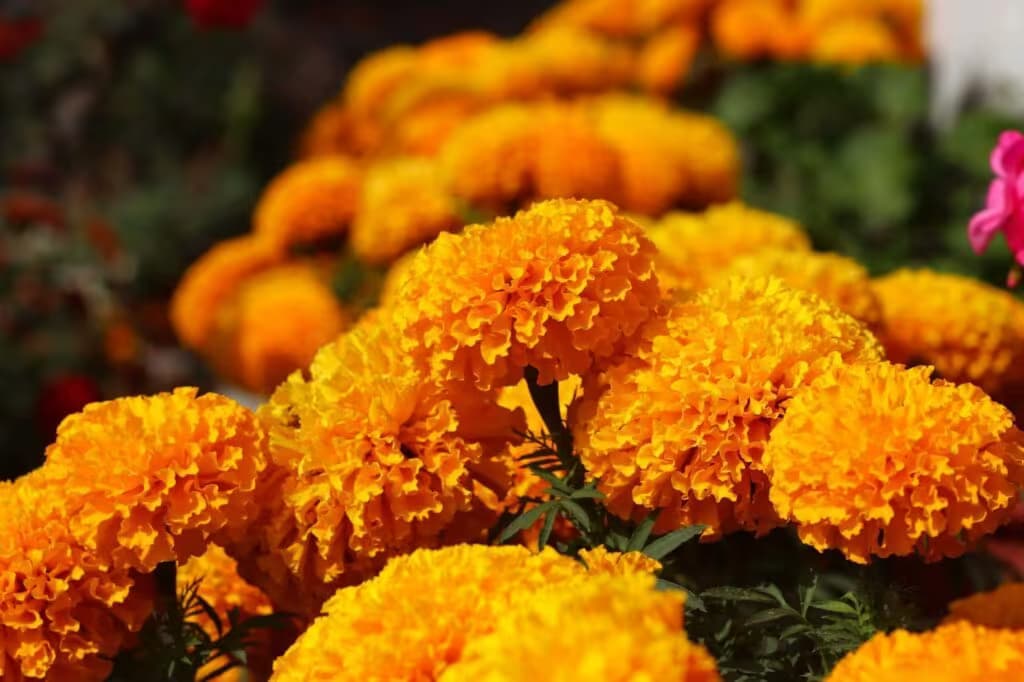 Marigold blooms massed for Tihar, the flower used in every garland and doorway of the festival