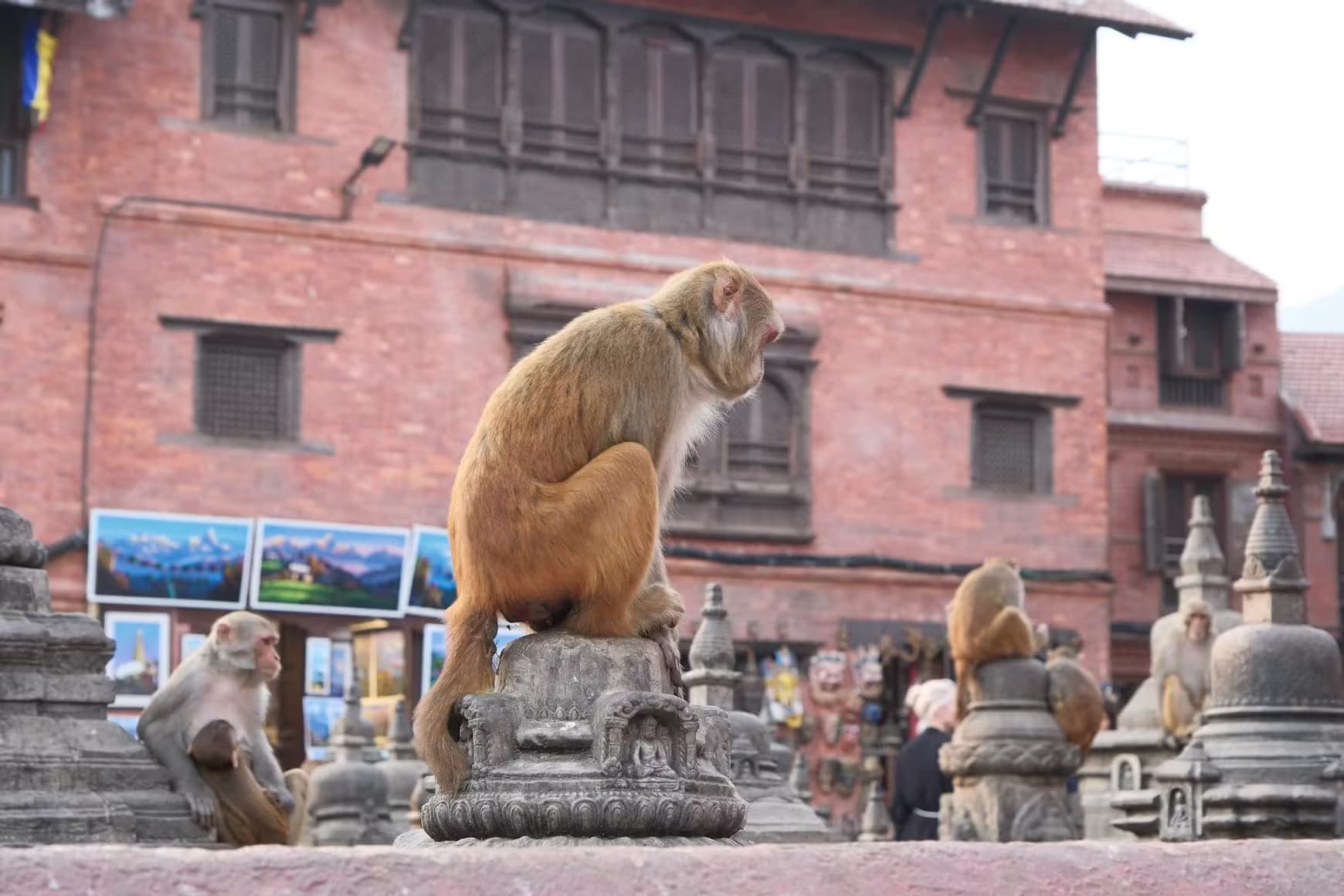 Macaque monkey sitting at Swayambhunath temple