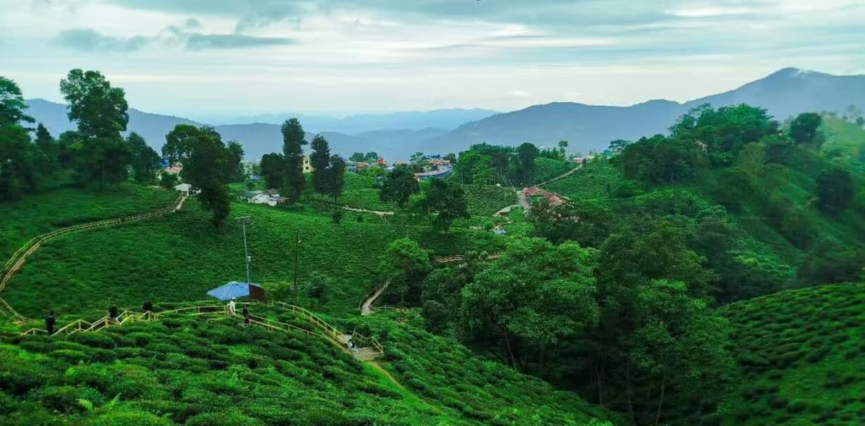 Ilam Tea Gardens