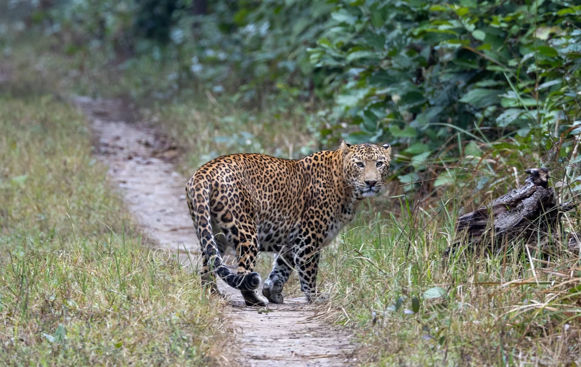 Banke National Park