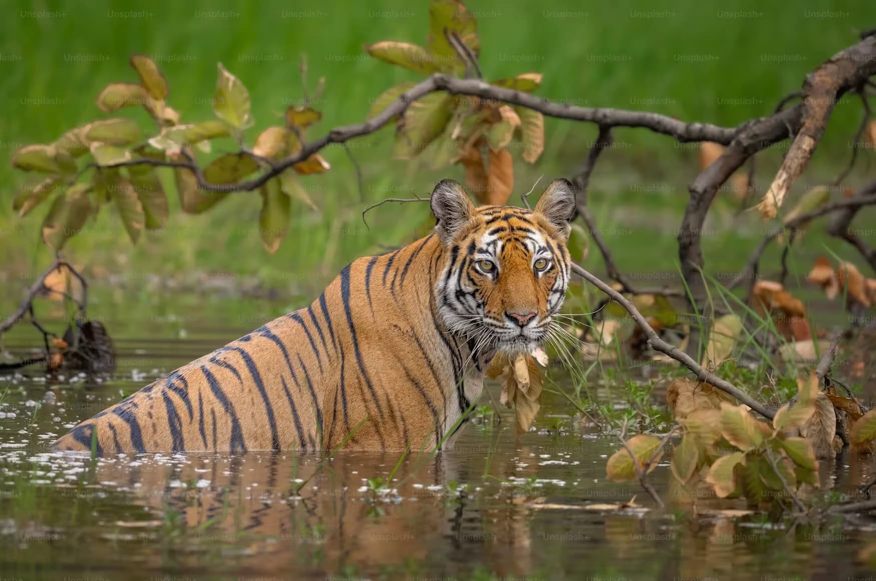 Bardia National Park