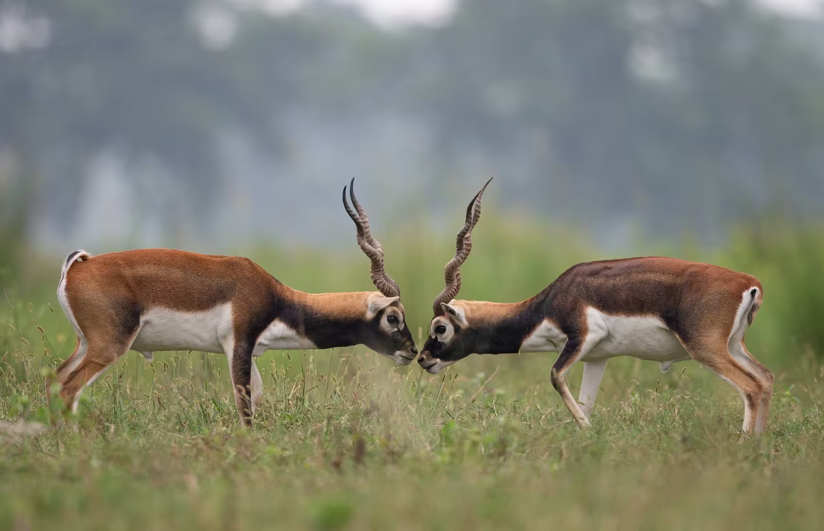 Krishnasaar (Blackbuck) Conservation Area