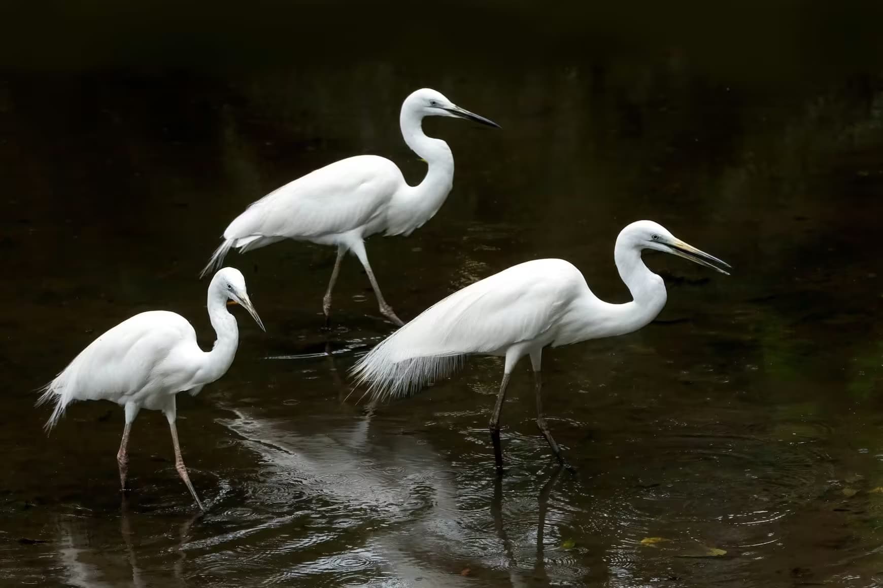 Koshi Tappu Wildlife Reserve