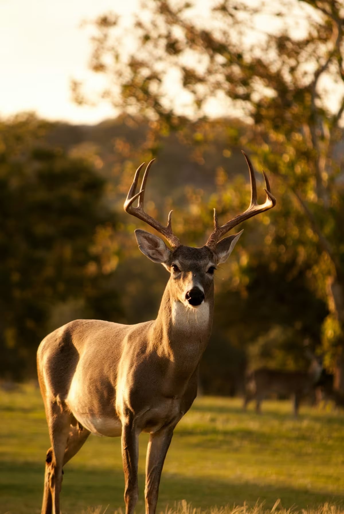 Shuklaphanta National Park